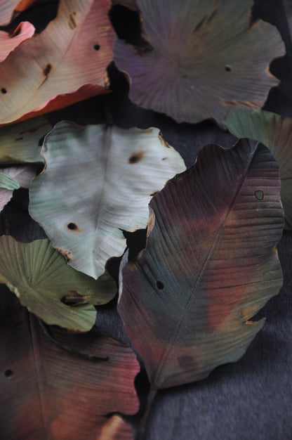 枯葉心口針／髮夾班