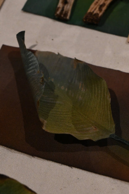 枯葉心口針／髮夾班