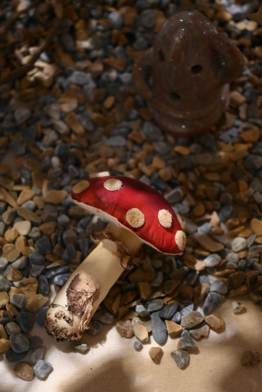 毒蠅傘｜紅色大毒菇｜心口針