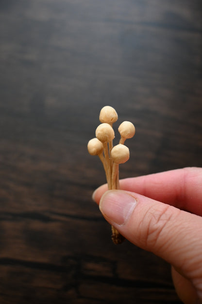 茶染金菇心口針班