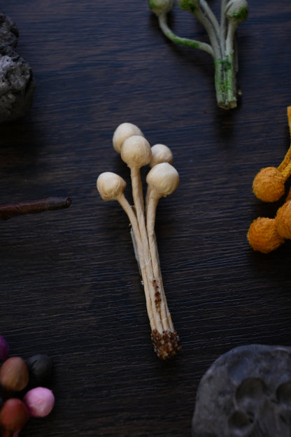 茶染金菇心口針班