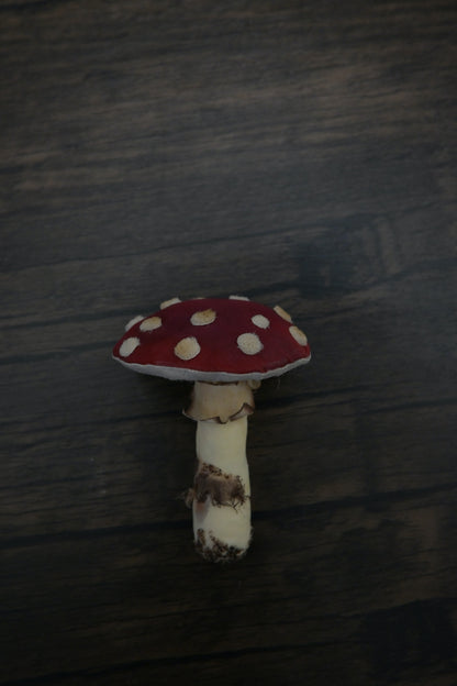 毒蠅傘｜紅色大毒菇｜心口針