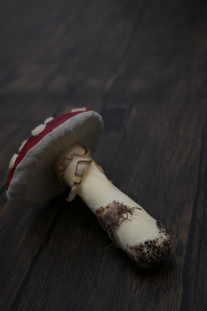 毒蠅傘｜紅色大毒菇｜心口針