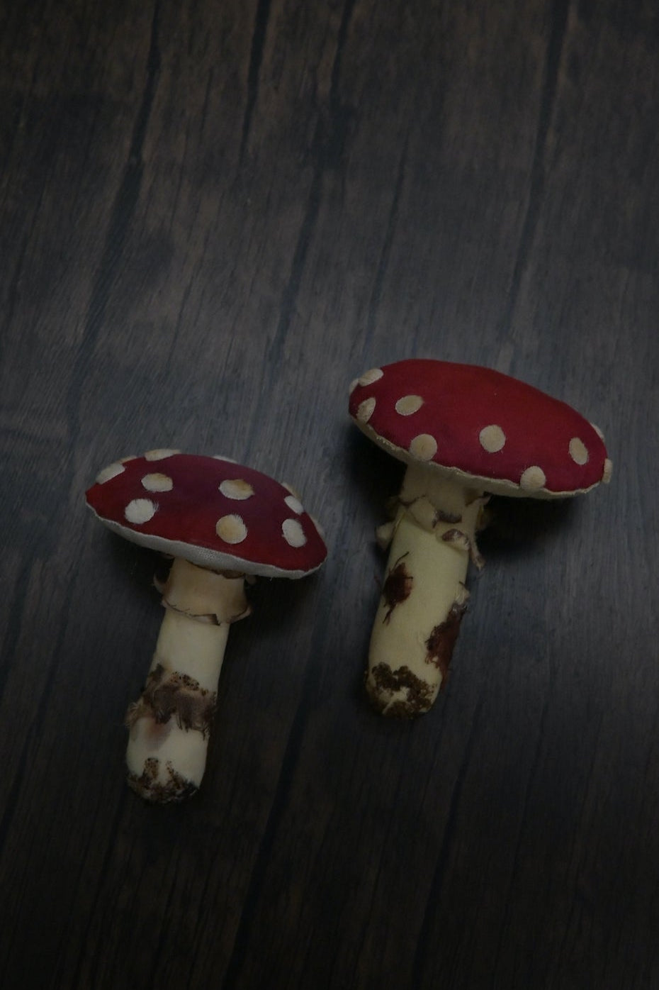 毒蠅傘｜紅色大毒菇｜心口針