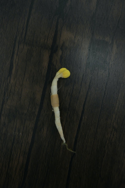 芽芽芽菜｜心口針