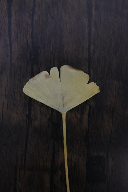 一葉書籤｜銀杏
