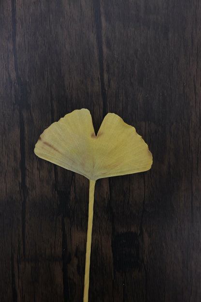 一葉書籤｜銀杏