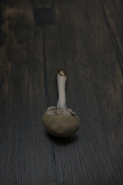 森林小毒菇｜心口針