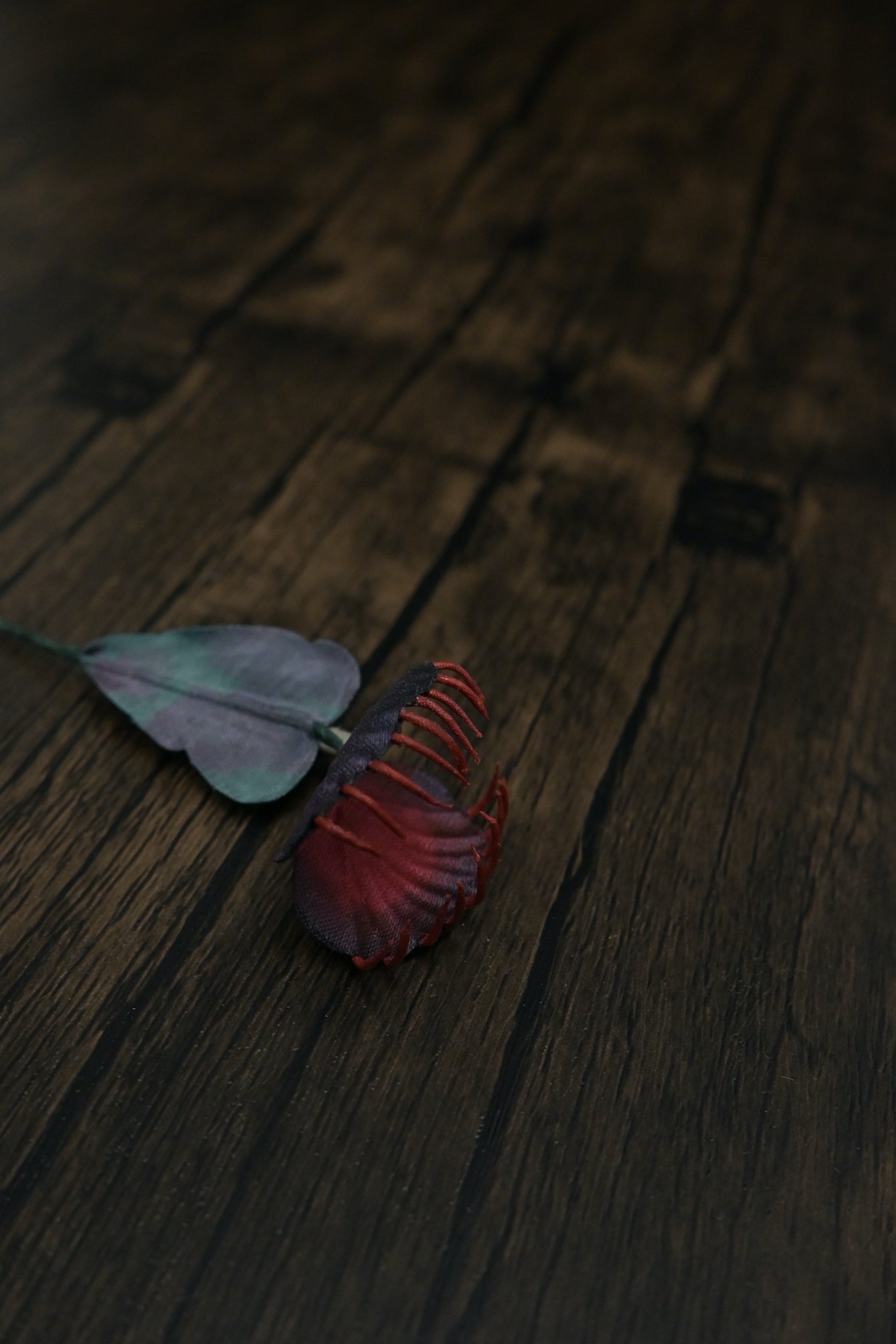 奇異小花｜捕蠅草心口針