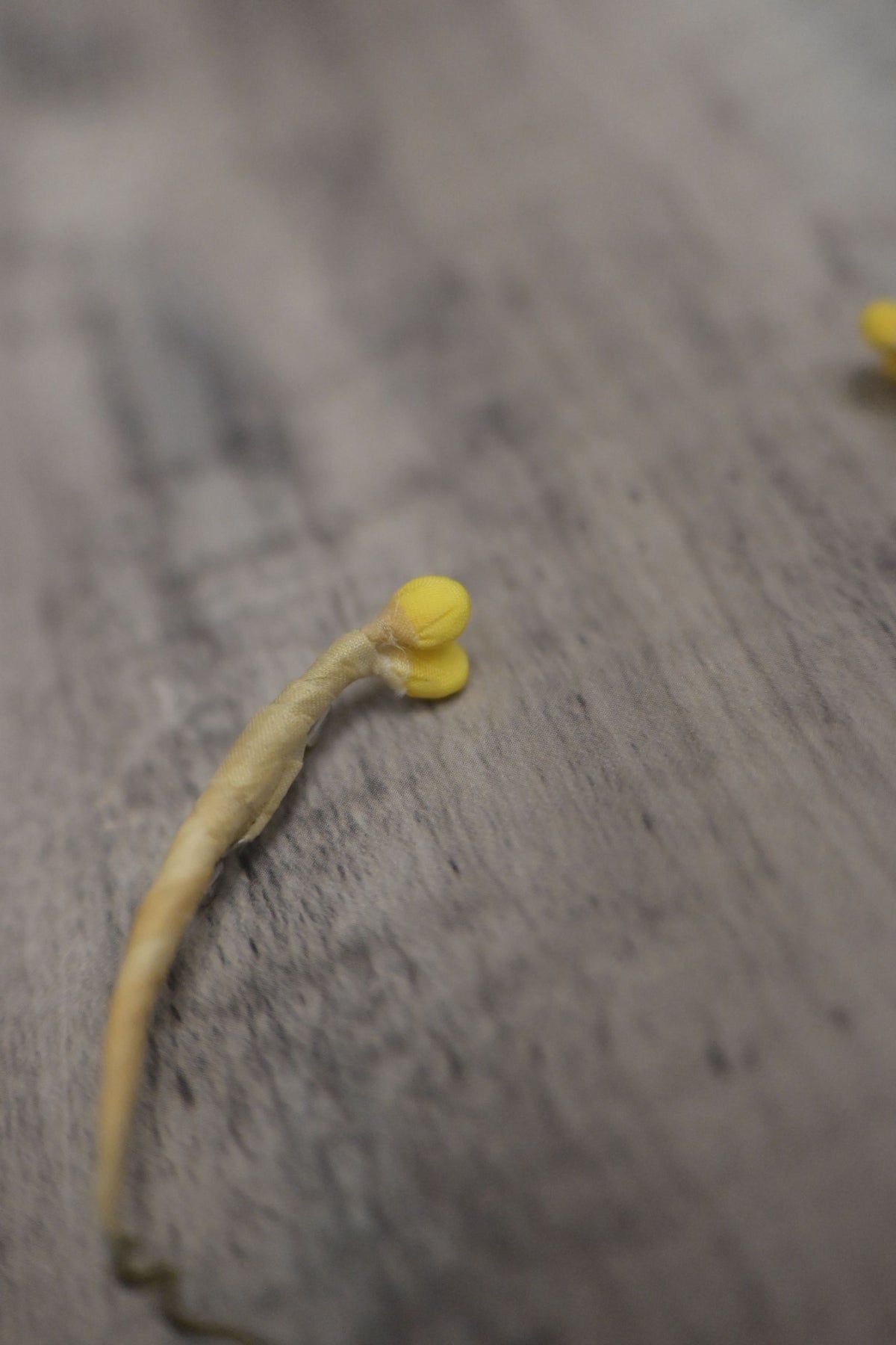 野菜形染｜豆芽菜心口針