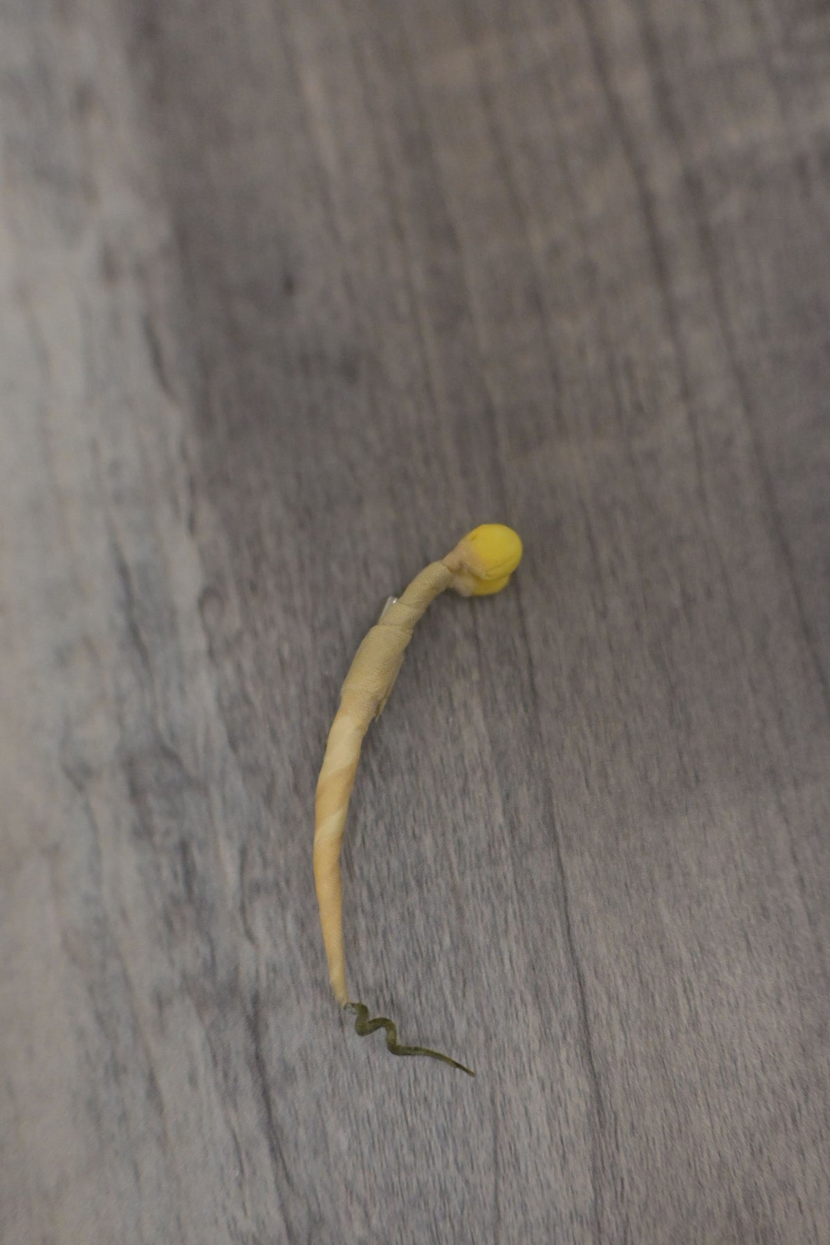 野菜形染｜豆芽菜心口針