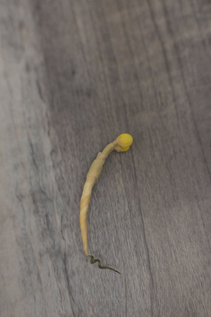 野菜形染｜豆芽菜心口針