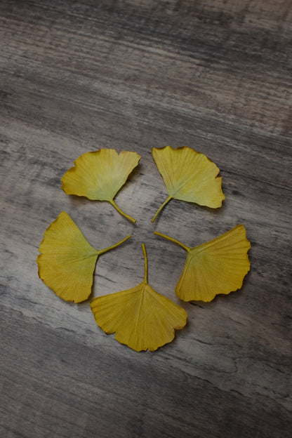 銀杏心口針／髮夾班