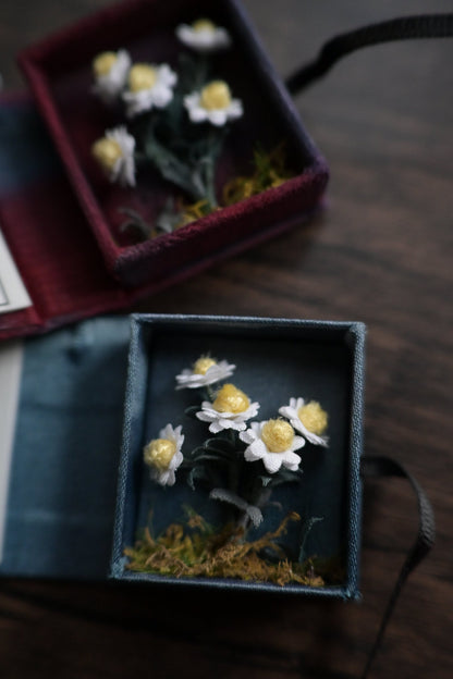 花圖鑑豆本｜雛菊篇