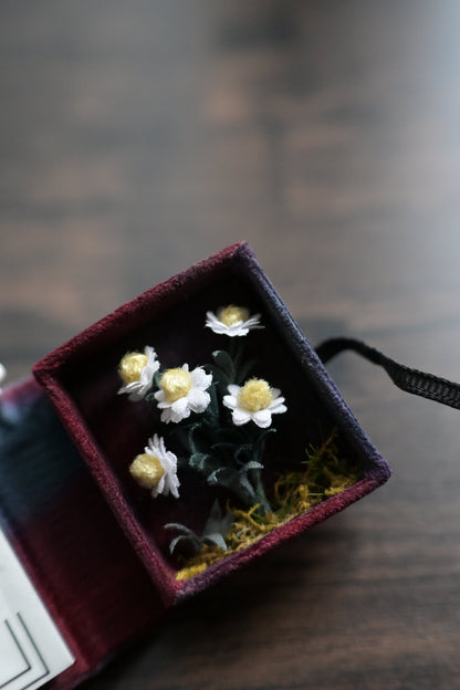 花圖鑑豆本｜雛菊篇