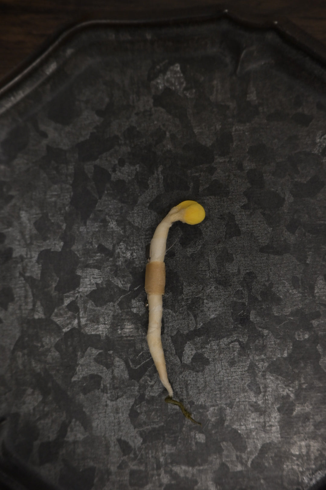 芽芽芽菜｜心口針